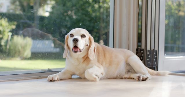 Elderly beagle relaxing indoors by a glass door on a hardwood floor with natural light illuminating the scene. Ideal for use in articles or advertisements related to pet care, senior dogs, companionship, or healthy living environments for pets.