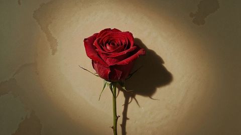 Single Red Rose Casting Romantic Shadow on Beige Wall