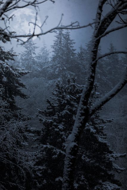Nighttime scene of a snowy forest illuminated by moonlight. Serene and tranquil environment perfect for themes of quiet reflection, winter wonderlands, or outdoor adventure. Suitable for nature documentaries, winter holiday promotions, or mood-setting backdrops.