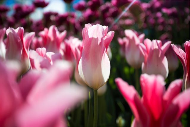 This stock photo depicts a luscious field of pink and white tulips basking in sunlight. Perfect for use in spring-themed promotions, gardening advertisements, nature-centered social media posts, or as a background visual for seasonal greeting cards.