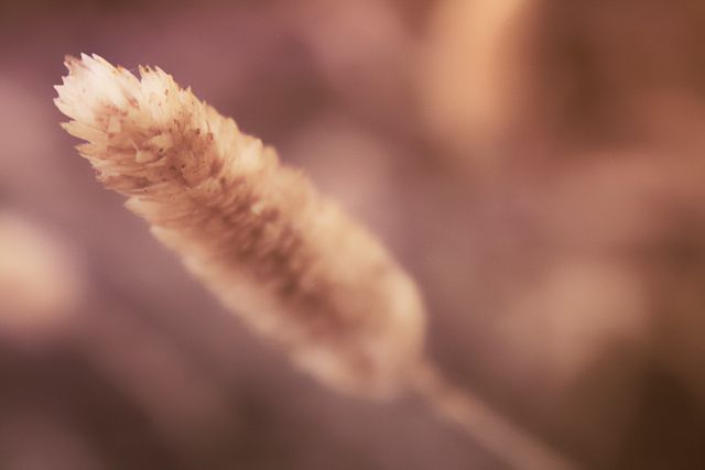 Macro image of a plant seed head with a fuzzy texture and warm light hues creates a soft, dreamy, and organic feel. Ideal for nature-themed projects, backgrounds, invitations, or prints.