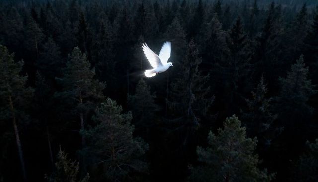 White dove gliding over dark conifer forest at twilight with backlit wings motion blur
