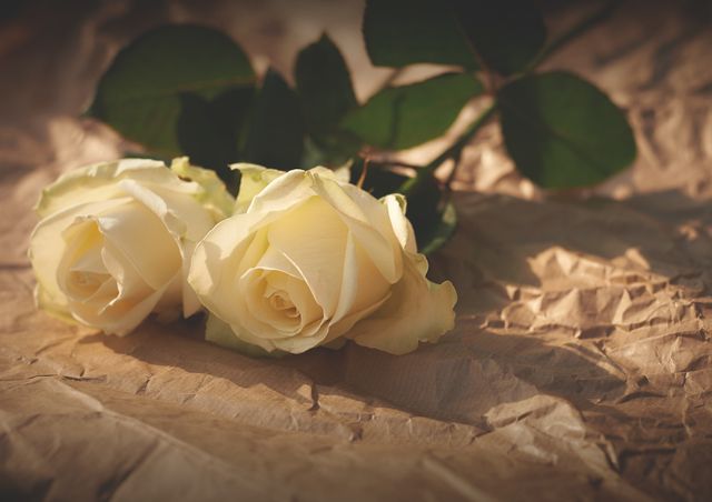 Two white roses are lying on a piece of crinkled paper, focusing on the delicate petals. This serene and romantic image is perfect for use in floral compositions, greeting cards, wedding materials, or nature-themed content.