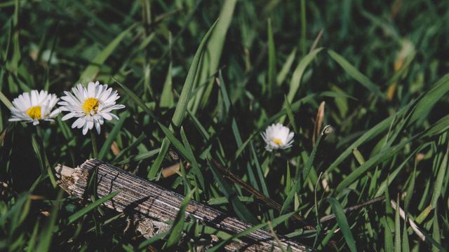 Wild daisies blooming among green grass in natural, rustic setting. Ideal for emphasizing nature themes, rustic or country-inspired designs. Useful for environmental projects, gardening websites, floral blogs, or landscape-oriented content.