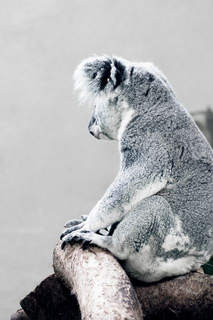 Koala with gray fur sitting alone on tree branch, showcasing its distinctive features and natural habitat. Use for promotional material related to wildlife conservation, animal behavior studies, or educational content about marsupials.