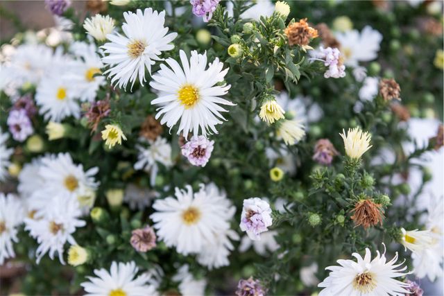 White and pink daisies blooming in lush green foliage. Ideal for use in nature-themed designs, garden catalogs, floral backgrounds, and seasonal promotions.