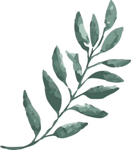 Elegant stylized green branch with transparent background