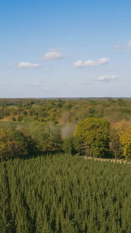 Vertical drone drifting over conifer canopy tilting into deciduous woodland revealing distant horizo