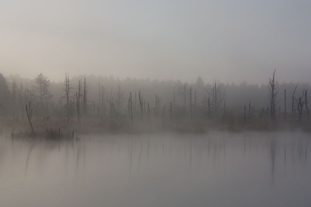 Autumn fog moor nature reserve - Download Free Stock Photos Pikwizard.com