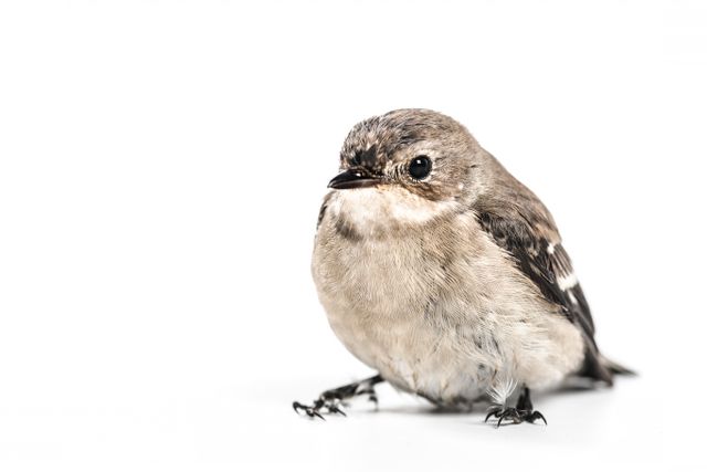The small brown bird on a white background can be used in educational materials regarding bird species, wildlife conservation, and nature studies. The clear, detailed shot makes it perfect for posters, web use, or nature blogs.