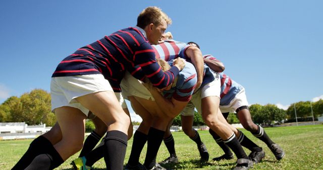 Rugby players are engaging in an intense scrummage on a grassy field under a bright blue sky, showcasing teamwork and athleticism. This can be used to illustrate sporting events, team spirit, physical fitness, or outdoor activities in advertising campaigns, sports magazines, and fitness blogs.