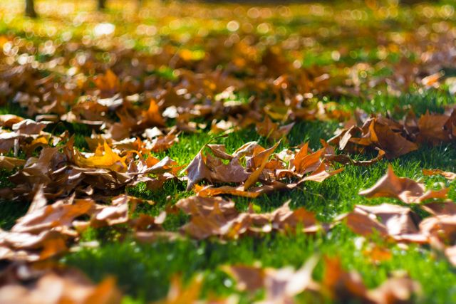 Colorful autumn leaves scattering on green grass under warm sunlight, creating a vibrant natural scene. Ideal for backgrounds, seasonal banners, nature-themed websites, and promotional materials for fall events.