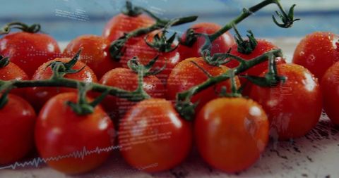 Vine-Ripened Cherry Tomatoes on Vine with Dew Drops and Soft Blue Bokeh
