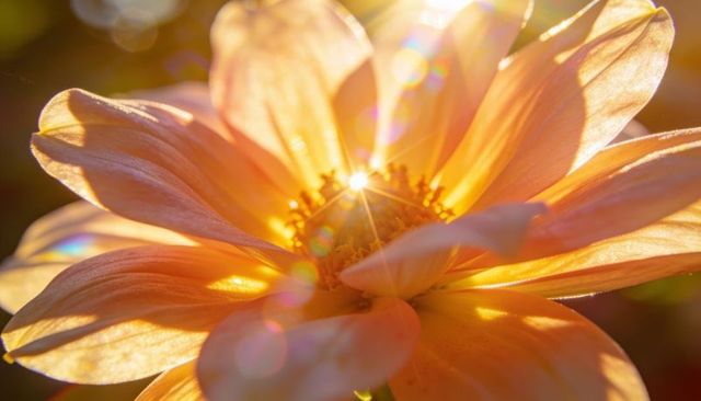 Glowing peach-orange flower basking in golden hour backlight with sun starburst