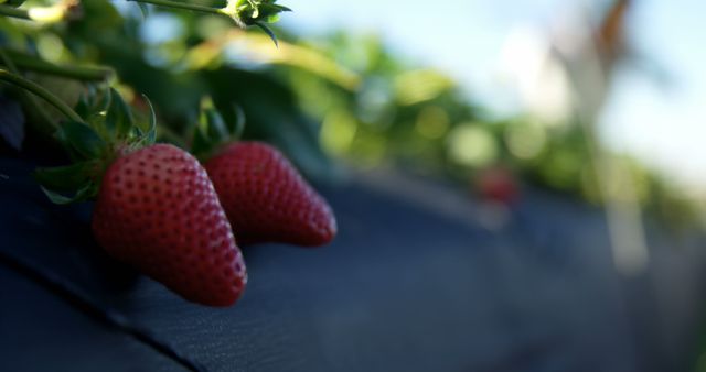 Ripe strawberries hang over the edge of a field, with copy space. Outdoor farming showcases the freshness and natural growth of produce.