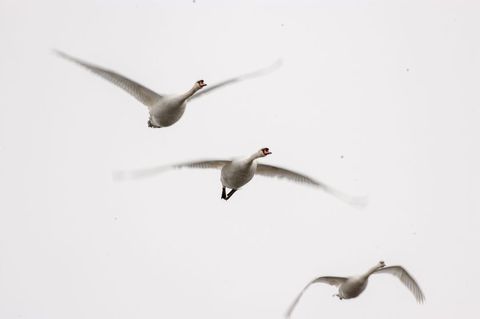 Three mute swans flying in overcast sky minimalist composition with negative space