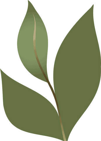 flat design sprig with gradient green leaves on transparent - Download Free Stock Videos Pikwizard.com