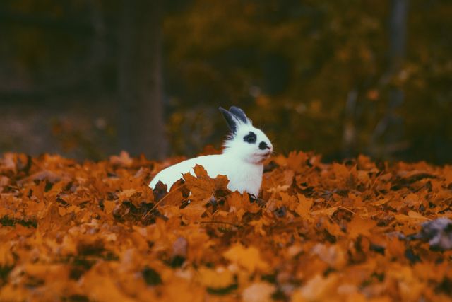 White Rabbit Among Orange Autumn Leaves in Forest - Download Free Stock Photos Pikwizard.com