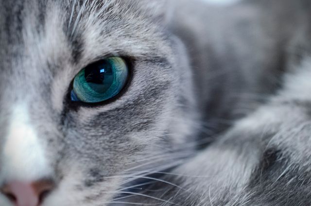 This close-up image of a cat's eye with a striking blue-green iris can be used in pet care articles, veterinary blogs, animal anatomy studies, or advertisements for cat-related products. The detailed fur and whiskers add a texture element that enhances visual appeal.