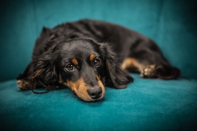 Sad Dachshund Lying on Blue Velvet Couch - Download Free Stock Photos Pikwizard.com