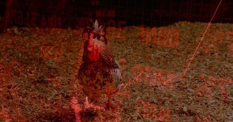 Speckled chicken amidst digital economy red stock overlay