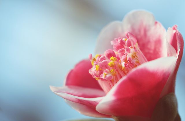 Close-up of Blooming Pink Flower with Soft Background - Download Free Stock Photos Pikwizard.com