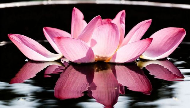 Floating pink lotus reflecting on dark water with mirror symmetry and soft ripples