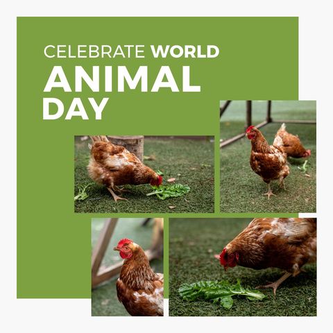 hens enjoying greens for world animal day celebration - Download Free Stock Templates Pikwizard.com