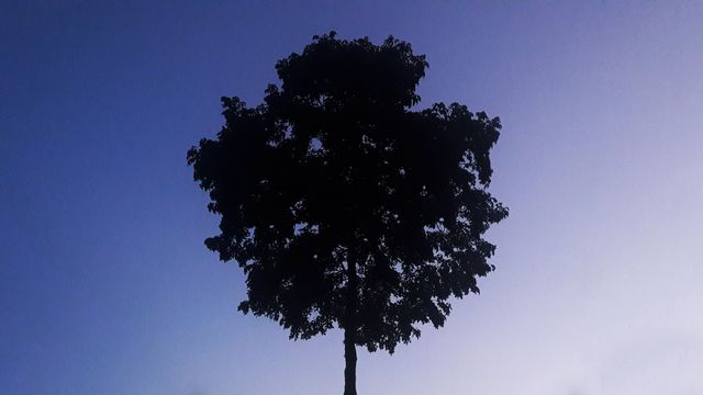 Lone Tree Silhouette Against Gradual Twilight Sky - Download Free Stock Photos Pikwizard.com
