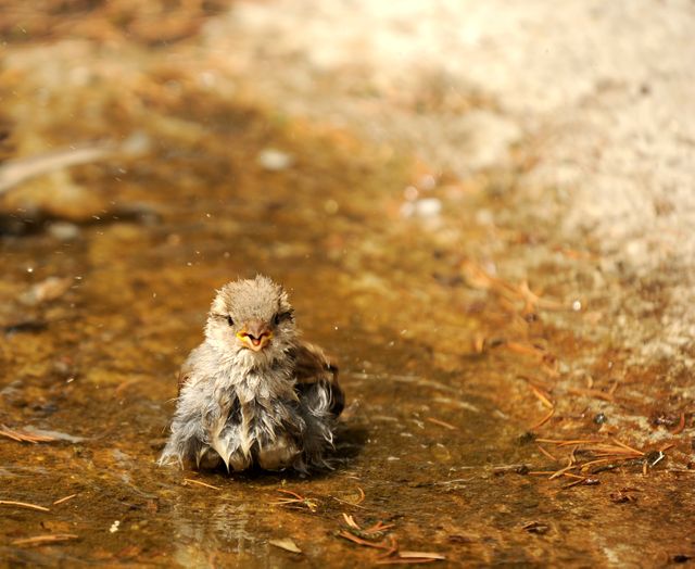 Fluffy brown bird is bathing in shallow water, creating a peaceful natural scene. Ideal for use in bird watching articles, websites about wildlife, nature-themed publications, and educational materials on bird behavior.
