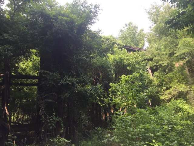Picture of an abandoned structure overtaken by dense greenery and lush vegetation. Can be used for concepts involving nature reclaiming human-made structures, decay in natural settings, or the wild beauty of untamed environments. Good for environmental themes, rustic backgrounds, and exploring post-apocalyptic scenarios.