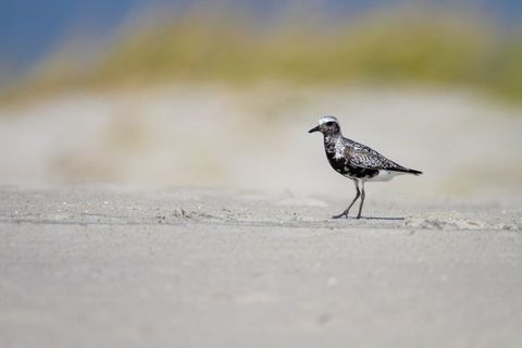 Solitary black-bellied plover on sandy beach shoreline