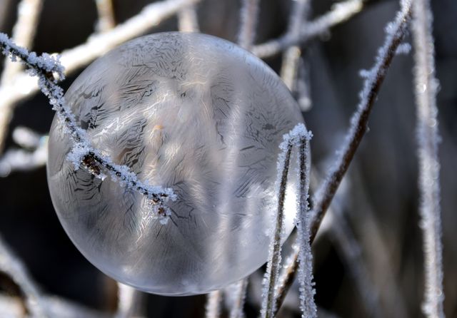 A captivating view of a frost-covered bubble featuring intricate ice crystal patterns. The frozen sphere is delicately balanced on frosty branches, enhancing the wintry atmosphere. Perfect for winter-themed designs, holiday greetings, nature blogs, and educational materials about seasonal changes.