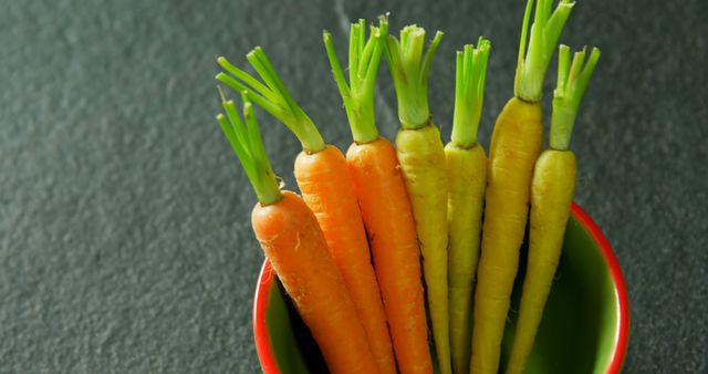 A bunch of fresh carrots with vibrant green tops are standing upright in a red bowl, with copy space. Their bright orange and yellow hues contrast against the dark background, emphasizing the freshness and healthiness of the vegetables.