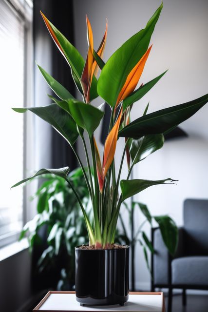 Thriving bird of paradise plant adorned with vivid orange and green leaves in stylish living room with natural light, enhancing home decor. Perfect for illustrating modern interior design, indoor gardening, and lifestyle inspiration.
