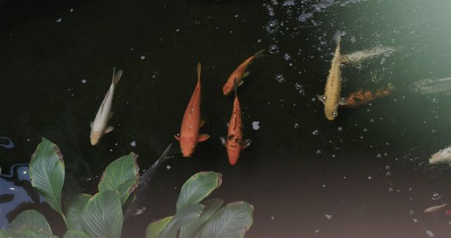 Close up of yellow and red fish in pond with green plants. Animals and nature.