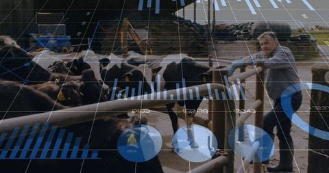 Farmer Supervising Cows with Digital Agriculture Technology Overlay