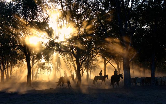 Silhouettes of cowboys riding horses through a forest at sunrise with sun rays piercing through trees. Perfect for themes related to western lifestyle, adventure, rural life, morning activities, and nature. Can be used in travel brochures, websites about nature and outdoors, or artwork representing adventure and serenity.