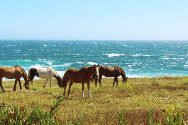 Wild horses are grazing in a coastal field under clear blue sky. The ocean in the background features gentle waves, creating a serene landscape ideal for use in nature conservation promotions, outdoor activity advertisements, travel brochures, and environmental awareness campaigns.
