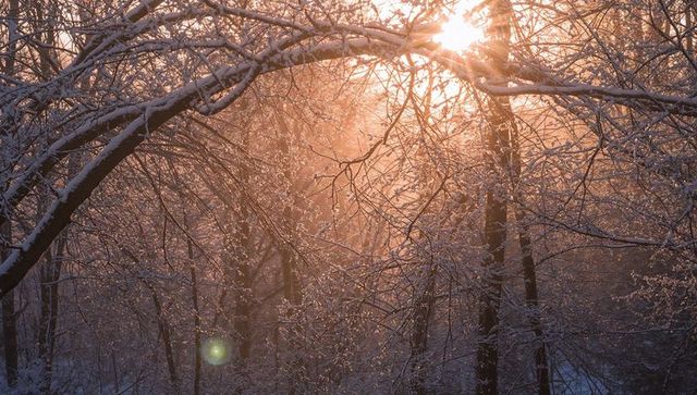 Sunlight Filtering Through Snow-Laden Branches, Frost-Covered Forest Bathing in Golden Light
