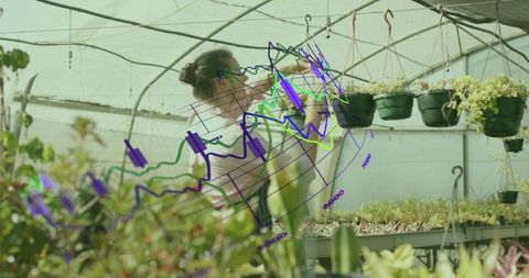 Gardener Inspecting Hanging Succulents in Sunlit Greenhouse with Data Overlay