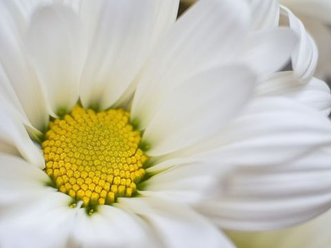 Close-up of white daisy with yellow center in bloom