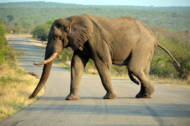 Elephant is crossing a paved road amidst African savannah with grasslands and bushes in the background. Image is suitable for wildlife conservation campaigns, African safari promotional materials, travel blogs, and educational resources on biodiversity and animal behavior.