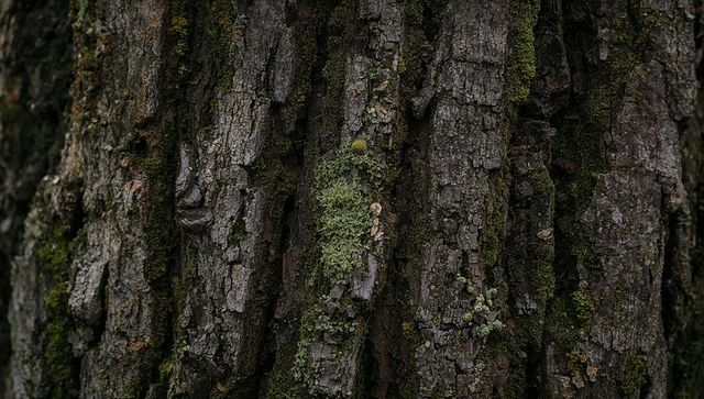 Rough tree bark showing deep vertical fissures, moss and lichen macro texture