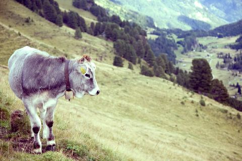 Gray Cow Wearing Bell Grazing on Alpine Meadow Overlooking Scenic Mountain Valley