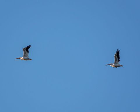 Two white pelicans soaring across clear blue sky