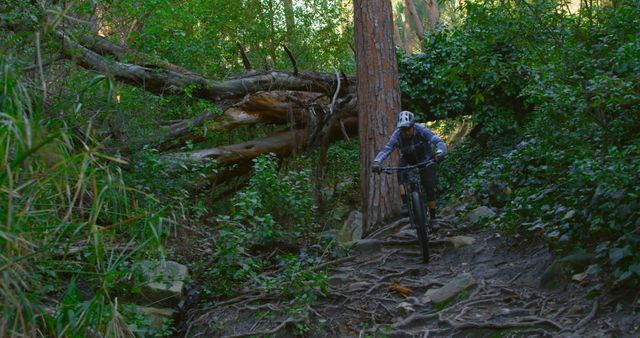 Mountain Biker Navigating Dense Forest Trail with Fallen Trees - Download Free Stock Images Pikwizard.com