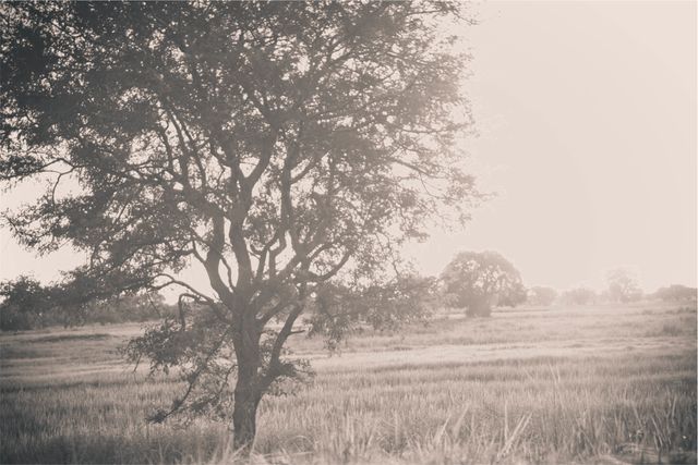 Solitary Tree in Hazy Countryside Field - Download Free Stock Photos Pikwizard.com