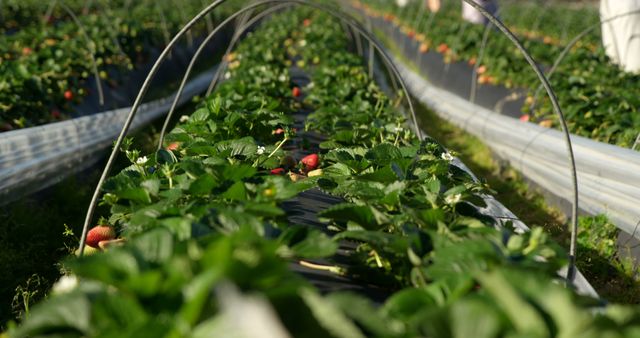 Close-up of strawberry farm with water pipe on a sunny day 4k - Download Free Stock Photos Pikwizard.com