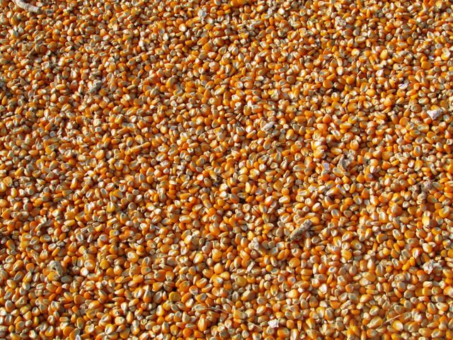 Detailed close-up showing abundant collection of orange corn kernels. Ideal for agribusiness marketing materials, food production industry, healthy eating visuals, or agricultural educational content.
